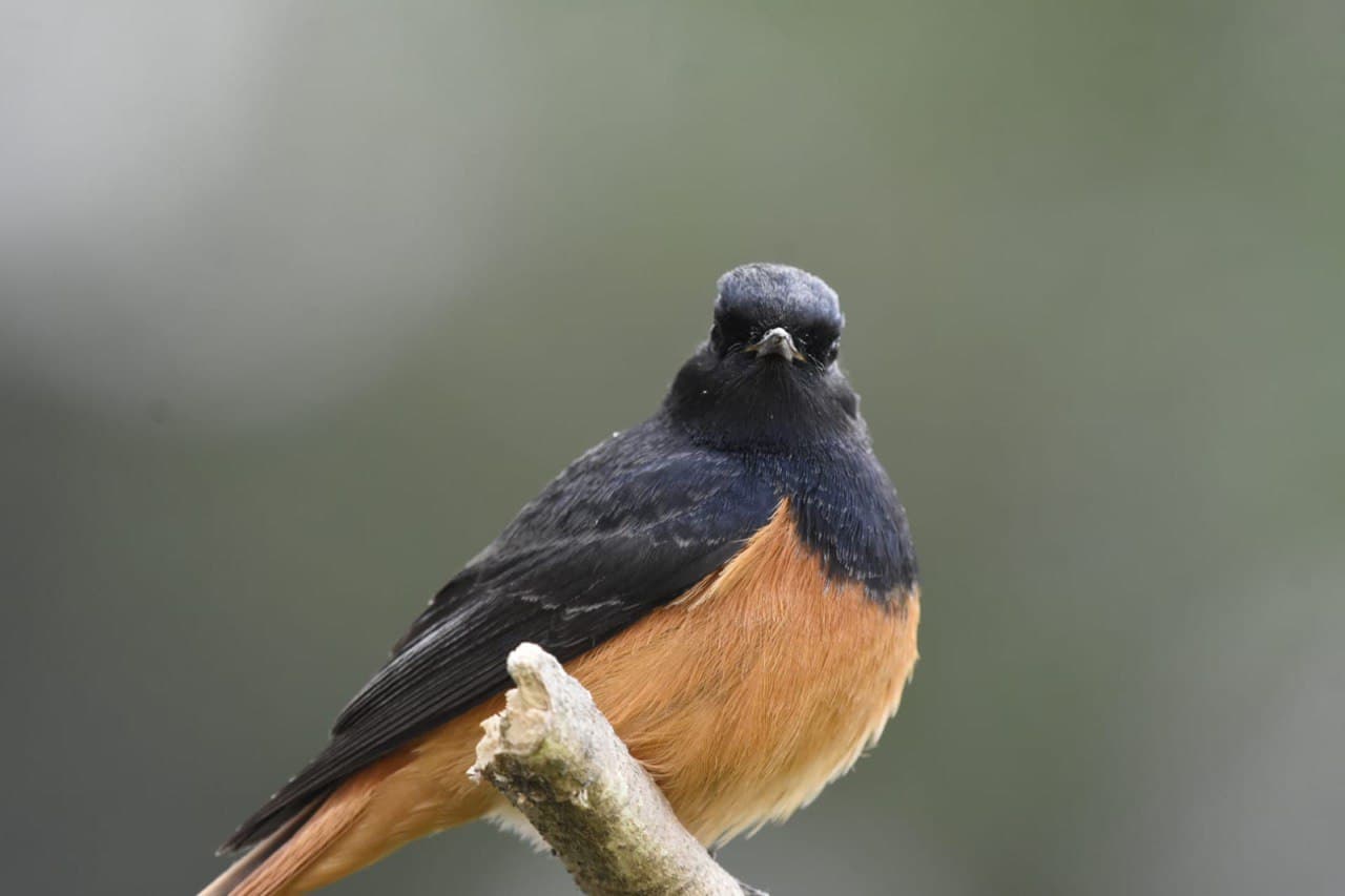 Black Redstart