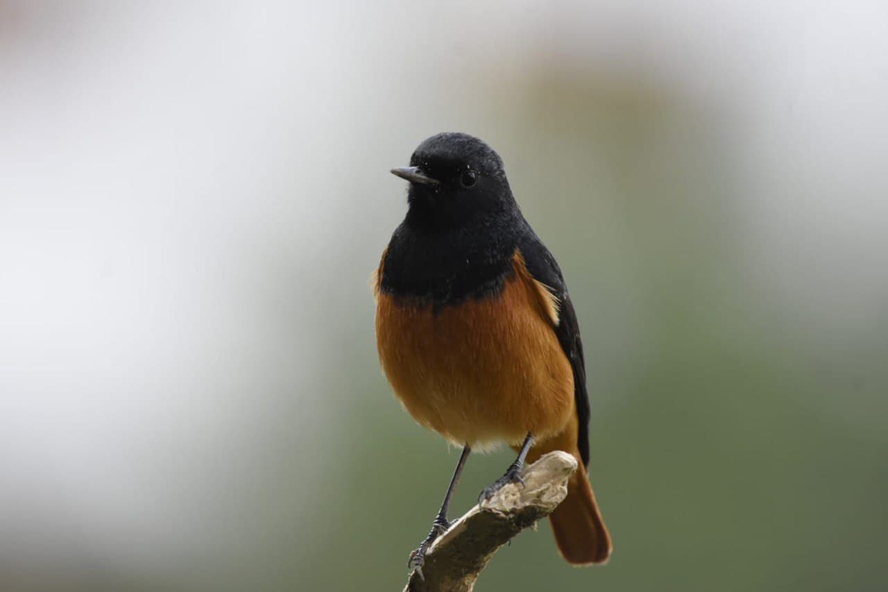 Black Redstart