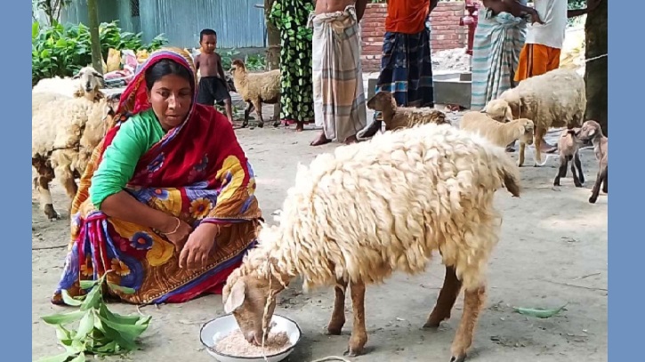 ভেড়া পালনে চরের নারীদের দিনবদলের স্বপ্ন ভেড়া পালনে চরের নারীদের দিনবদলের স্বপ্ন