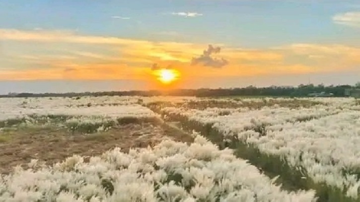 ঘুরে আসতে পারেন ভাটিবন্দরের কাশবন