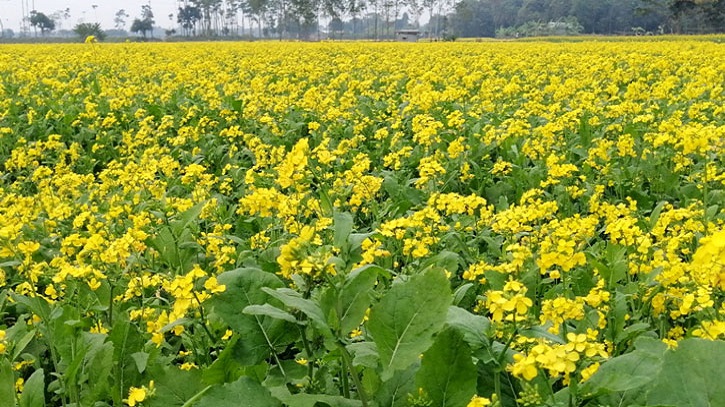হার্ট ভালো রাখে সরিষা শাক হার্ট ভালো রাখে সরিষা শাক