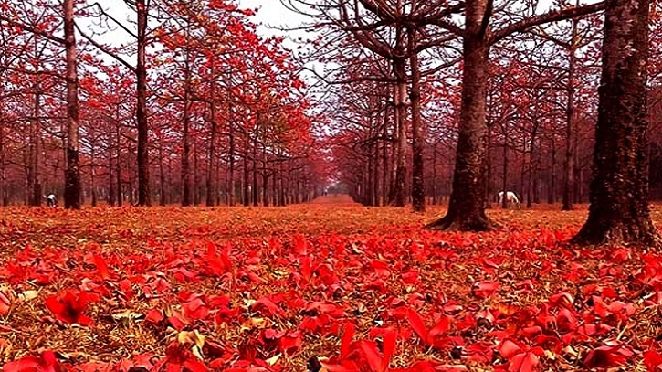 ঘুরে আসা যাক সুনামগঞ্জের শিমুল বাগানে