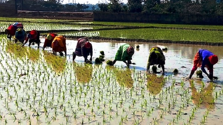 ক্ষুদ্র নৃ-গোষ্ঠীর নারী কৃষি শ্রমিকরা মজুরি বৈষম্যের শিকার 