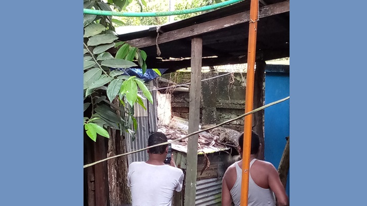 হাতিয়াতে গুইসাপ ভাসছিল পুকুরে, কুমির গুজবে তোলপাড় হাতিয়াতে গুইসাপ ভাসছিল পুকুরে, কুমির গুজবে তোলপাড়