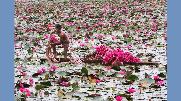 ভৈরবে দীঘির পাড়ে ফুটেছে লাল পদ্ম