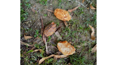 সরিষাবাড়ীতে ৩টি হ্যান্ড গ্রেনেড উদ্ধার