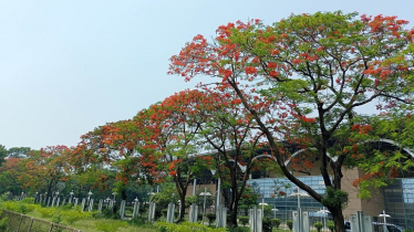 কৃষ্ণচূড়ার রক্তিম রঙে রাঙা রাজপথ