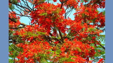 কৃষ্ণচূড়ায় মন কাড়ছে পথিকদের