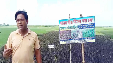 ওষুধি গুণসম্পন্ন ধান চাষ করে কৃষক জিয়াউরের চমক  