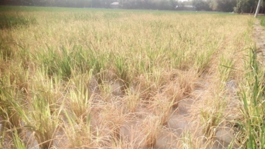 বিষ ছিটিয়ে কৃষকের জমির ধান নষ্ট করার অভিযোগ