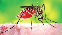  ২৪ ঘন্টায় ডেঙ্গুতে এক মৃত্যু, হাসপাতালে ৯ জন