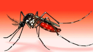 ২৪ ঘণ্টায় ডেঙ্গুতে ২ জনের মৃত্যু, শনাক্ত ৩৯২