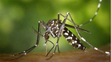 ডেঙ্গুতে মৃত্যু ৯ শতাধিক