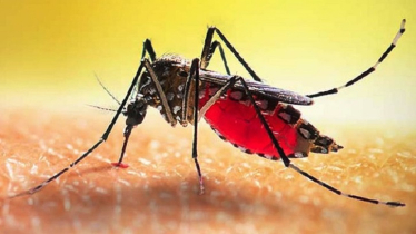 ডেঙ্গুতে আরও ২ মৃত্যু, হাসপাতালে ৩৩০ জন