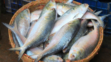 যেভাবে চিনবেন পদ্মা-মেঘনার ইলিশ