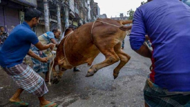 পাড়া-মহল্লায় চলছে পশু কোরবানি