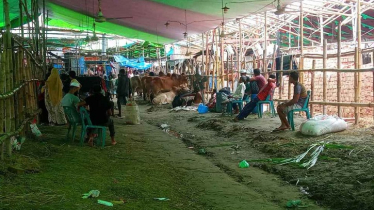 হাটে নেই পর্যাপ্ত পশু, বেড়েছে ক্রেতার চাপ