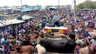 ঢাকায় কোরবানির পশু বিক্রি শুরু, দেশি গরুর চাহিদা বেশি