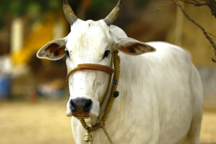 ভালোবাসা দিবসে গরুকে জড়িয়ে ধরতে নোটিশ 