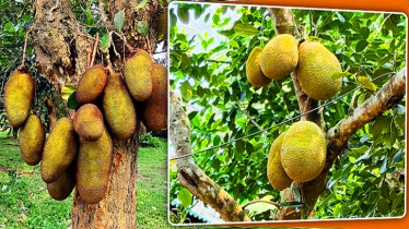 ১৫ দেশে যাচ্ছে গাজীপুরের কাঁঠাল