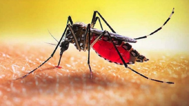 ডেঙ্গুতে আরও ২ জনের মৃত্যু, আক্রান্ত ১৫৯  