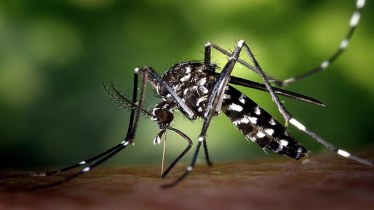 ৮ শতাধিক ডেঙ্গুরোগীর মৃত্যু