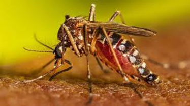 ২৪ ঘণ্টায় ৩৬৭ জন ডেঙ্গু আক্রান্ত