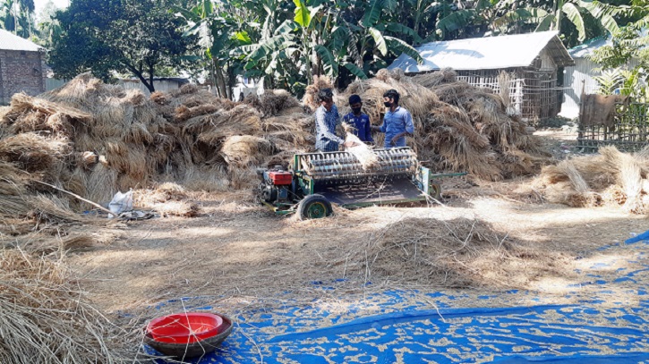 ঠাকুরগাঁওয়ে কৃষকের ঘরে ঘরে নবান্নের আমেজ ঠাকুরগাঁওয়ে কৃষকের ঘরে ঘরে নবান্নের আমেজ
