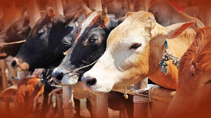 কোরবানির জন্য সুস্থ পশু চেনার উপায় জানুন 
