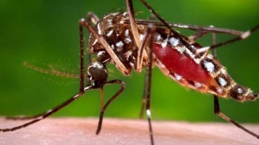 Dengue claims 2 lives