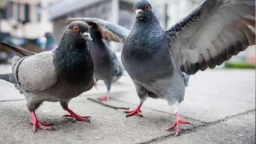 Pigeon sell sees sharp fall amid financial turmoil
