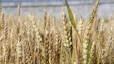 Bangladesh explores alternative sources for wheat import