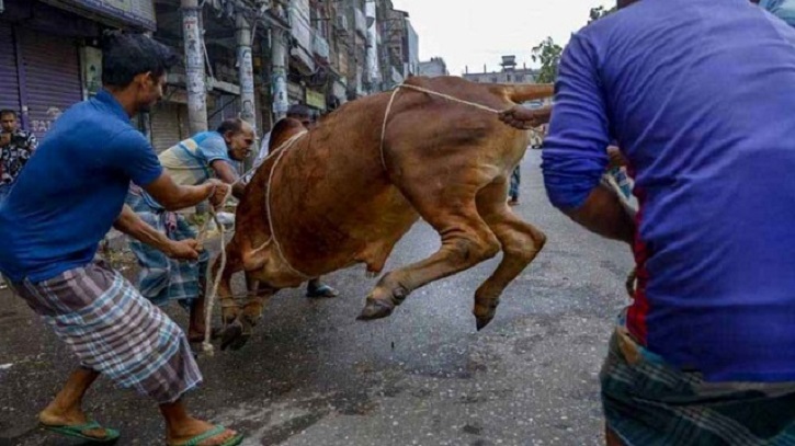 পাড়া-মহল্লায় চলছে পশু কোরবানি পাড়া-মহল্লায় চলছে পশু কোরবানি