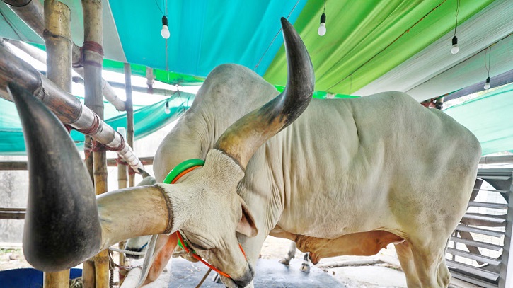 ৩ ফুট লম্বা গরুর শিং, ১৬ লাখ টাকায় বিক্রি!