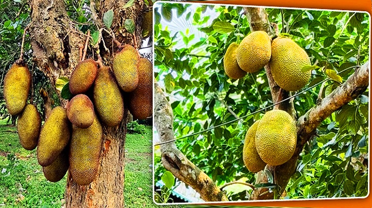 ১৫ দেশে যাচ্ছে গাজীপুরের কাঁঠাল ১৫ দেশে যাচ্ছে গাজীপুরের কাঁঠাল