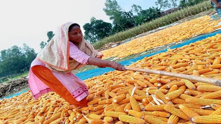 কেমন আছেন  ভূঞাপুরের নারী কৃষকরা