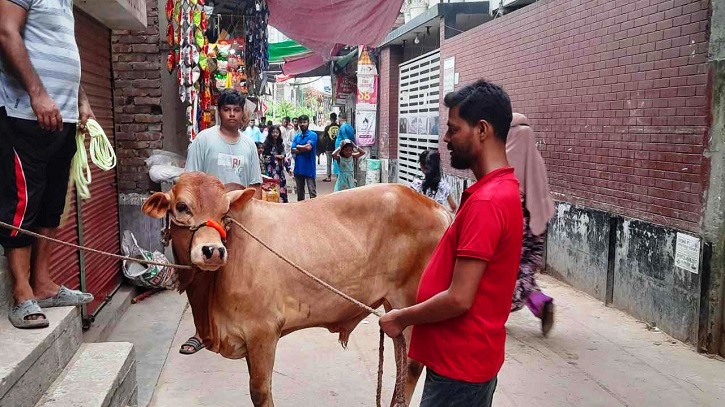 মহল্লায় মহল্লায় চলছে পশু কোরবানি মহল্লায় মহল্লায় চলছে পশু কোরবানি