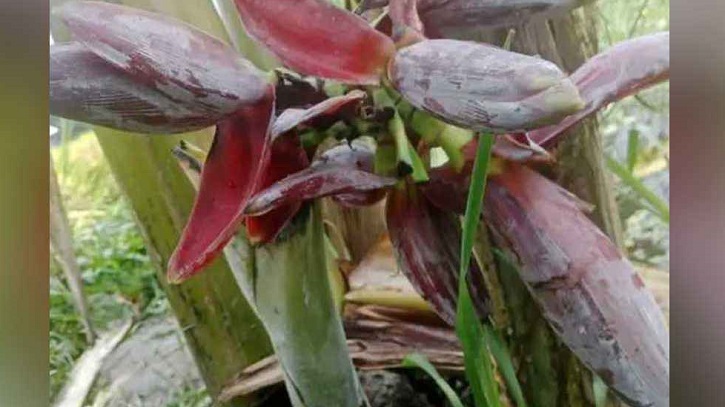 ১৬ ইঞ্চি কলাগাছে ৭ মোচা ১৬ ইঞ্চি কলাগাছে ৭ মোচা