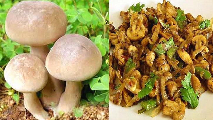 মাশরুমের পুষ্টিগুণ ও উপকারিতা মাশরুমের পুষ্টিগুণ ও উপকারিতা