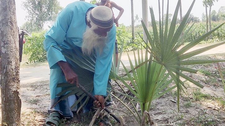 নিজের জমি বিক্রি করে তালগাছ রোপণ