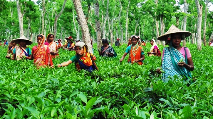 আজও প্রাপ্য অধিকার থেকে বঞ্চিত নারী চা শ্রমিকরা আজও প্রাপ্য অধিকার থেকে বঞ্চিত নারী চা শ্রমিকরা