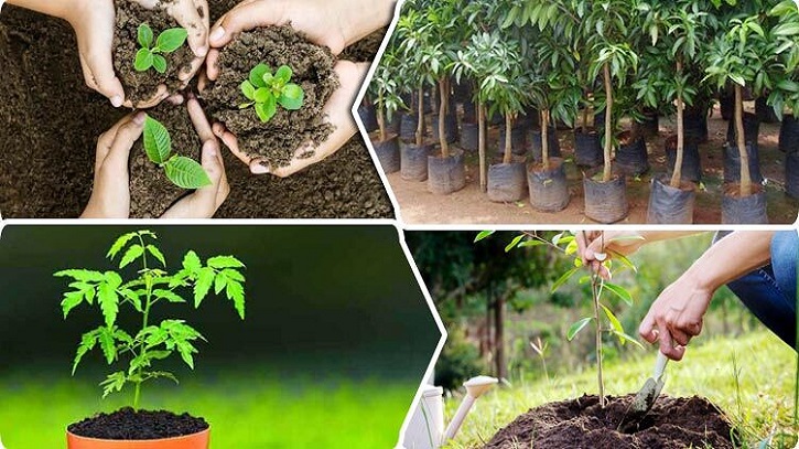 কোন গাছ কখন কোথায় রোপণ করতে হয় কোন গাছ কখন কোথায় রোপণ করতে হয়
