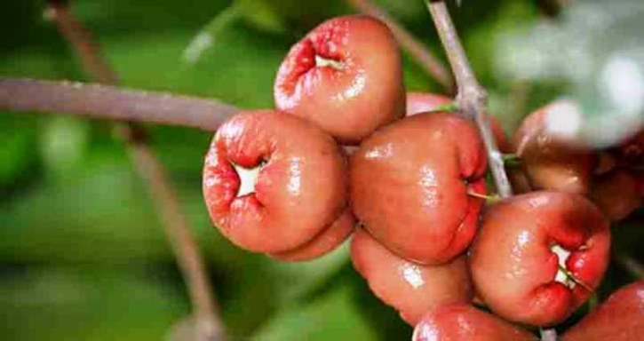জামরুল খাওয়ার স্বাস্থ্য উপকারিতা জামরুল খাওয়ার স্বাস্থ্য উপকারিতা