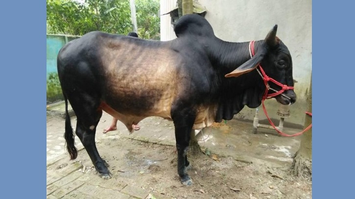 মেশিন ছাড়া গরুর ওজন মাপার সূত্র মেশিন ছাড়া গরুর ওজন মাপার সূত্র