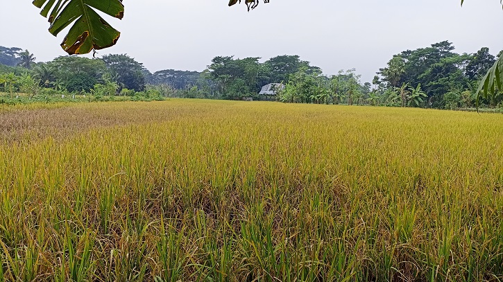 মোরেলগঞ্জে মাঠে পাকা ধান, বন্যার আতংকে কৃষক মোরেলগঞ্জে মাঠে পাকা ধান, বন্যার আতংকে কৃষক